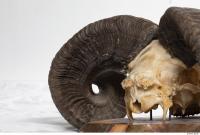 mouflon skull antlers 0023
